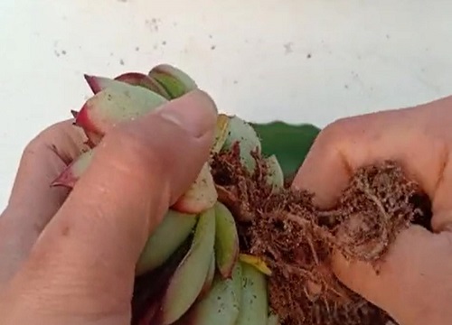 网上买的花回来如何换盆移栽