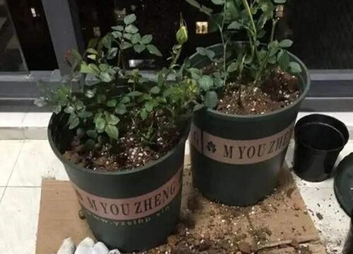 网上买的花回来如何换盆移栽