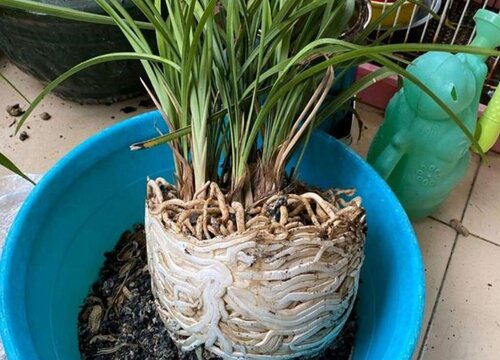 网上买的花回来如何换盆移栽