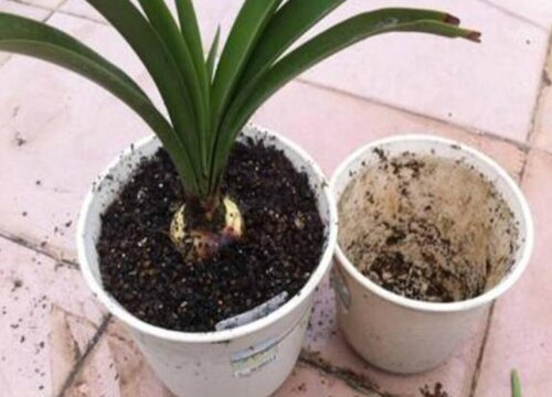 网上买的花回来如何换盆移栽