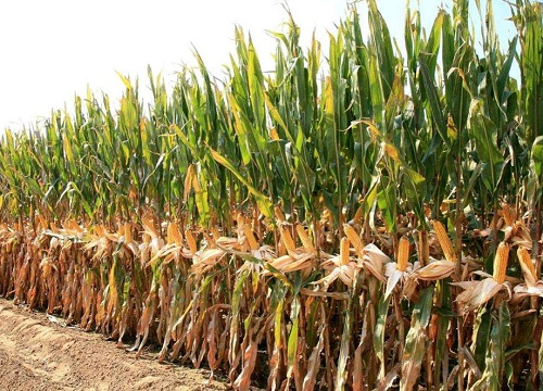 玉米控旺的最佳时期