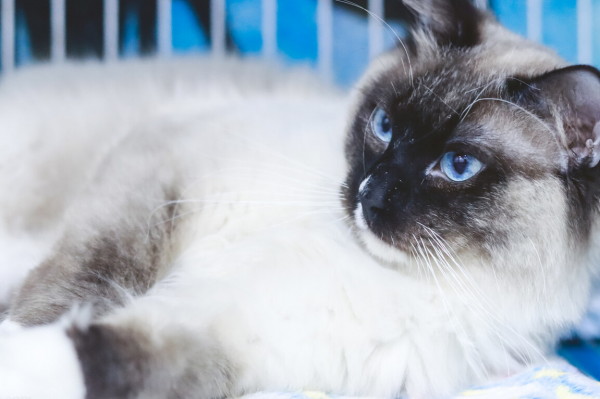 布偶猫买公猫还是母猫好