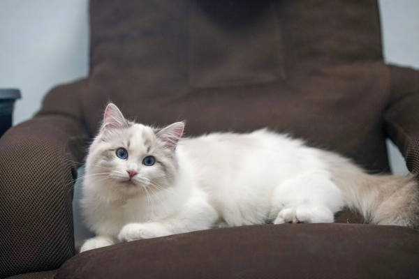 布偶猫买公猫还是母猫好