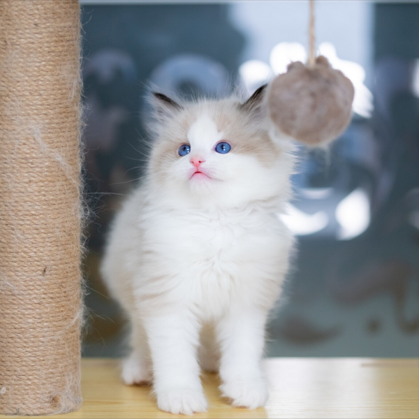 布偶猫买公猫还是母猫好