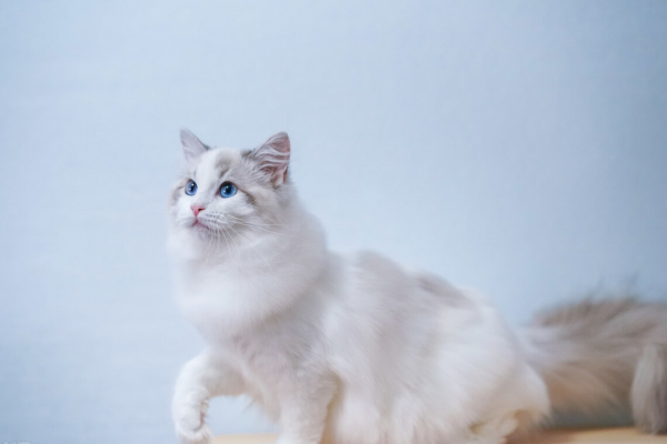 布偶猫买公猫还是母猫好