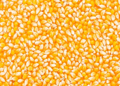 2023年玉米价格能涨到多少钱一斤