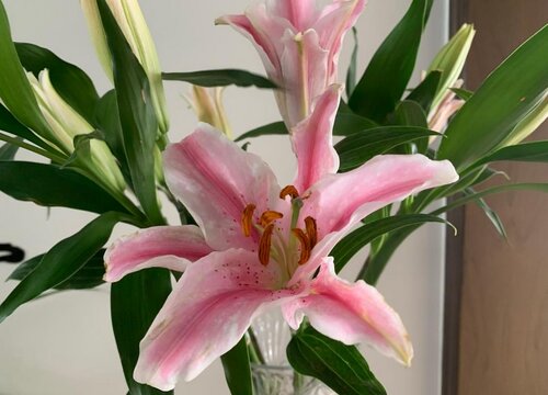 大花瓶插什么花好看图片