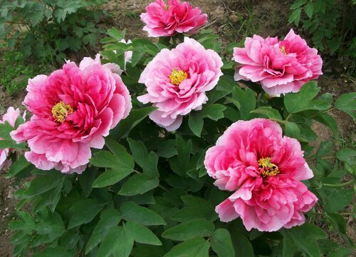 为何花市场买回的花几天就死