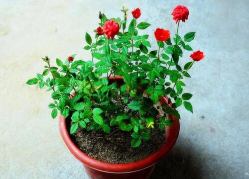 为何花市场买回的花几天就死