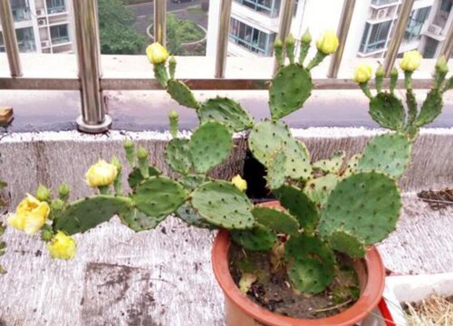 为何花市场买回的花几天就死