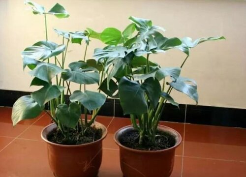 为何花市场买回的花几天就死