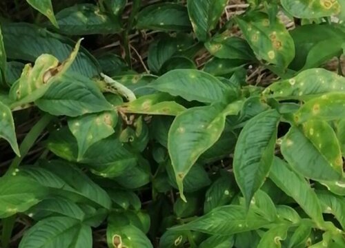 魔芋病虫害防治技术与方法措施