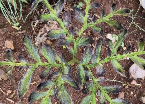 魔芋病虫害防治技术与方法措施