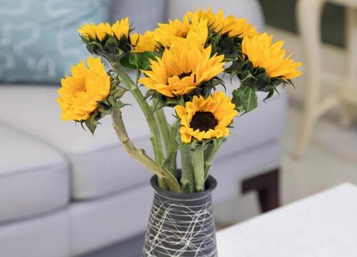 向日葵花语是什么意思