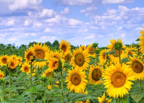 向日葵花语是什么意思