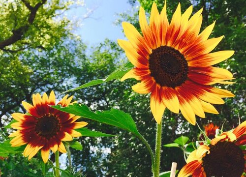 向日葵花语是什么意思