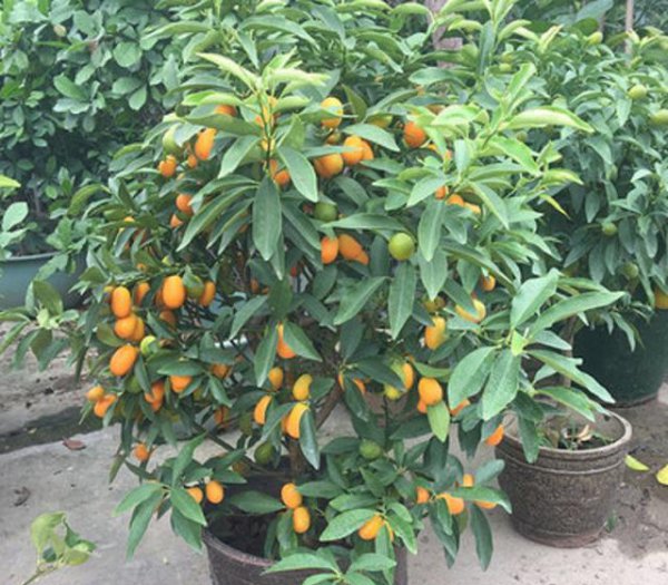 立秋后花卉要怎样管理