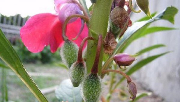 立秋后花卉要怎样管理