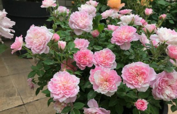 立秋后花卉要怎样管理