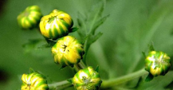 立秋后花卉要怎样管理