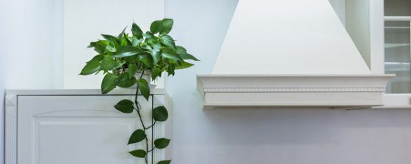 适合北方盆栽有哪些