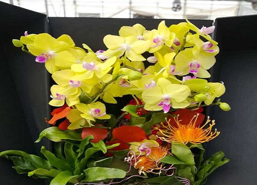 蝴蝶兰怎么养花苞多开花鲜艳又大朵