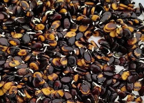 什么时候种西瓜的时间是最佳