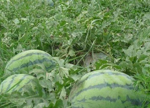 什么时候种西瓜的时间是最佳
