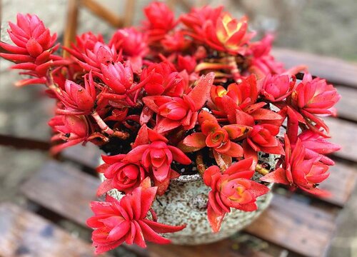 多肉植物火祭徒长了怎么办