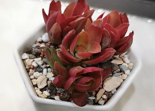 多肉植物火祭徒长了怎么办