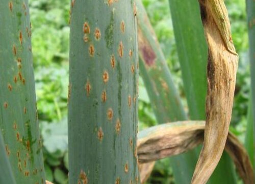 葱病虫害防治方法与措施