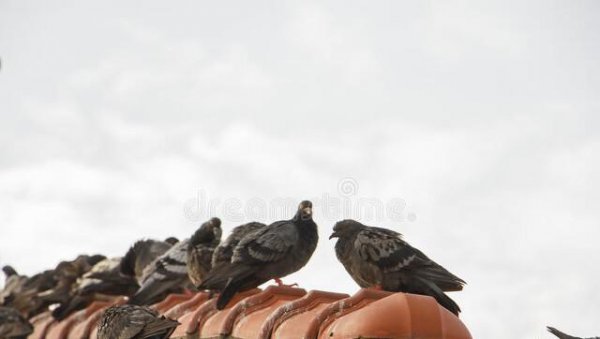 为什么千万不要养鸽子