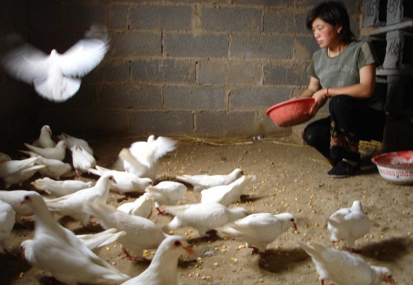 为什么千万不要养鸽子