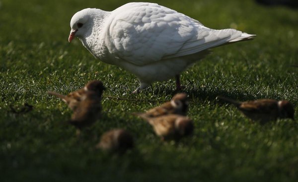 为什么千万不要养鸽子
