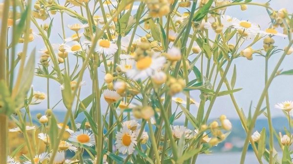 天秤座喜欢一个人的表现超准