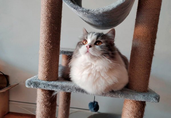 为什么拿破仑猫不建议养