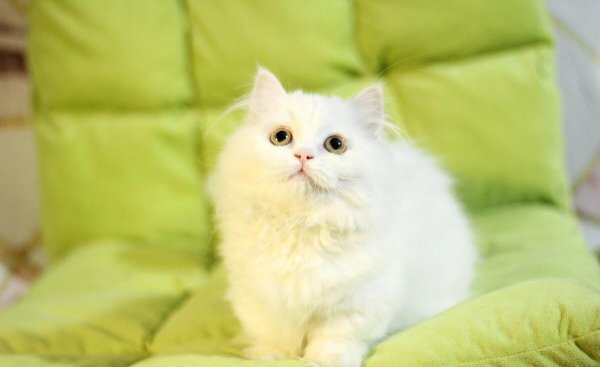 为什么拿破仑猫不建议养