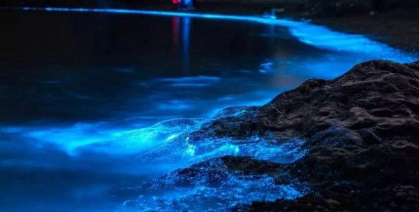 产生赤潮的主要原因