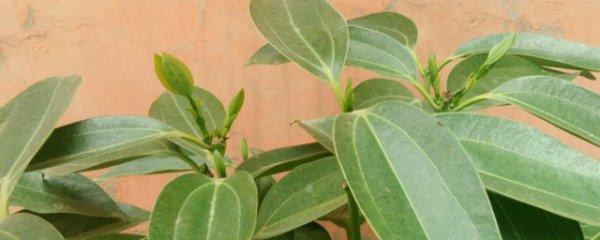 平安树叶子干枯怎么办