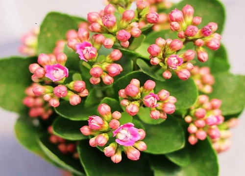 长寿花得了病菌都有哪些挽救诀窍