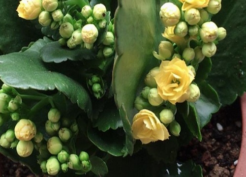 长寿花得了病菌都有哪些挽救诀窍