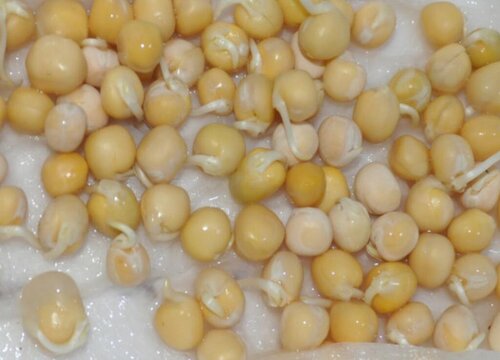 豌豆发芽了可以吃吗