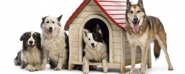 养边牧的好处和坏处