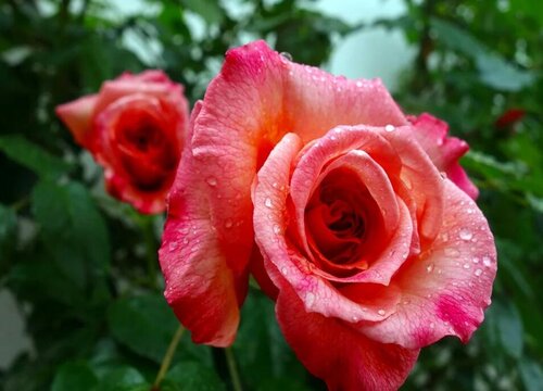 滕本月季不开花什么原因