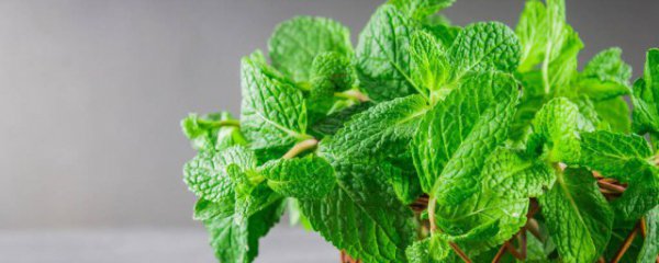 家庭薄荷怎么种植方法