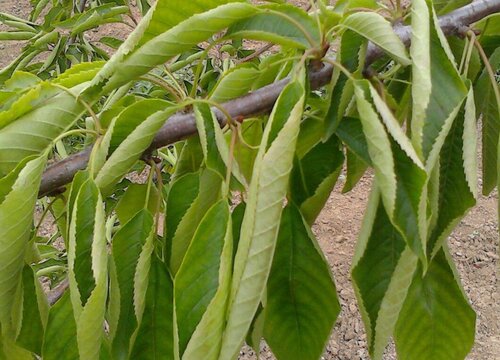 樱桃树病虫害防治方法与技术措施