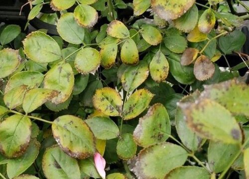 月季蓟马危害及防治