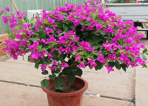 三角梅如何催花花芽猛蹿