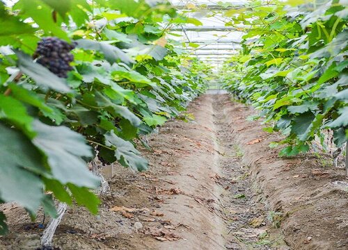 葡萄适合什么土壤种植