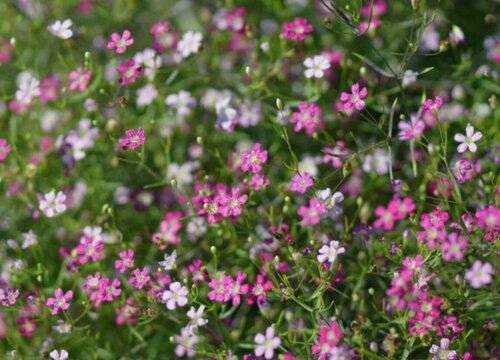 满天星花是多年生还是一年生植物